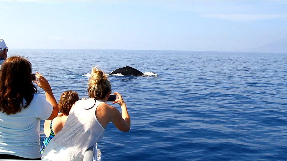 Best Hawaii Activities Whale Watch