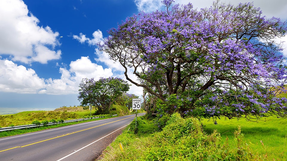 Rainy Day Activities Drive Maui