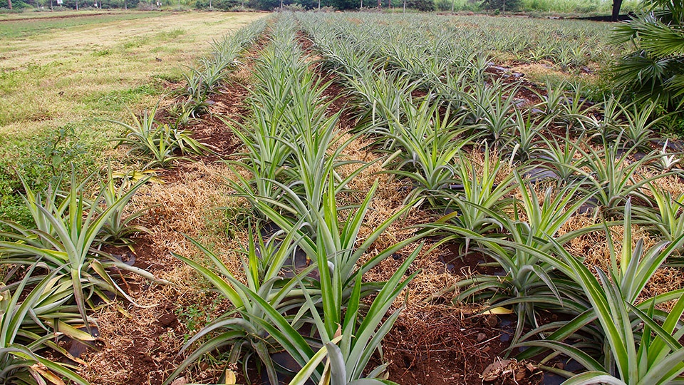 Best Hawaii Made Pineapple Plantation