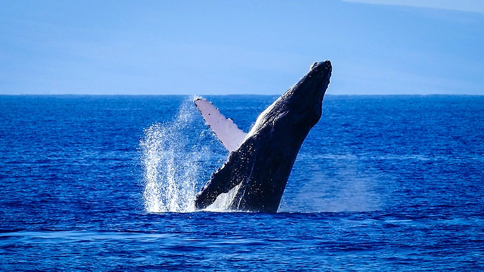 Best Kaanapali Maui Whale Watch