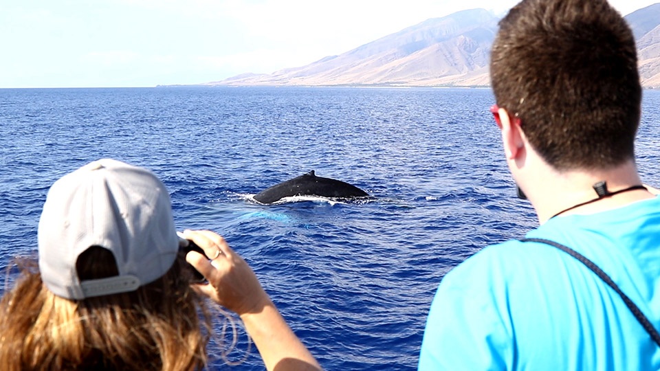 Best West Maui Whale Watch