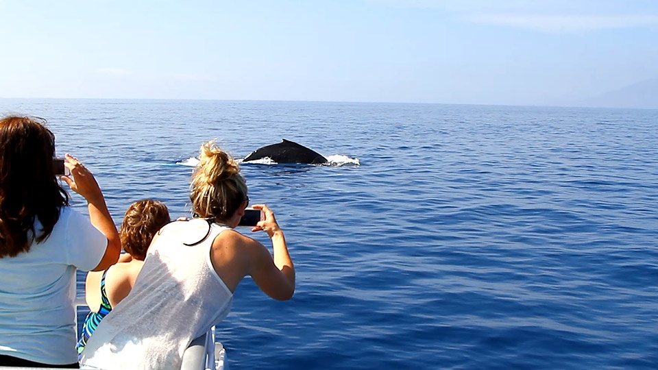 Best West Maui Whale Watch