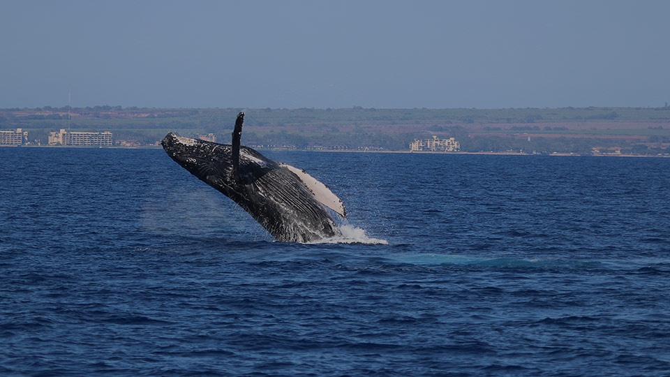 Best Maui Ocean Activities Whale Watching