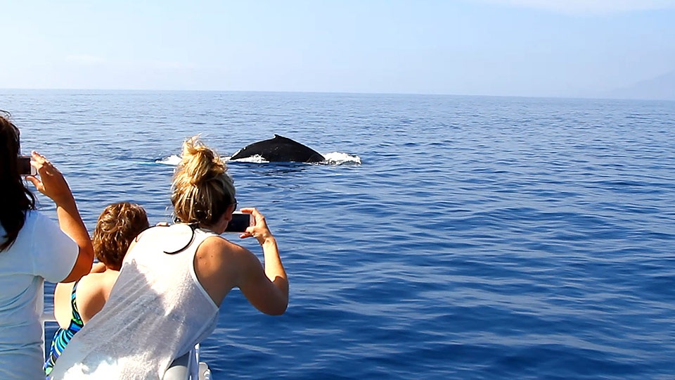 Best Maui Ocean Activities Whale Watching