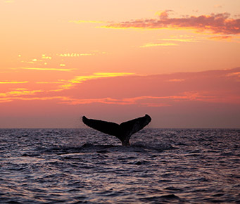 Maui Whale Watching Which Hawaii Island Should You Visit?