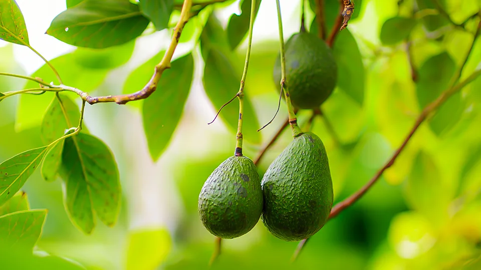 Fresh Maui avocados hanging from a leafy branch in a Hawaiian orchard.