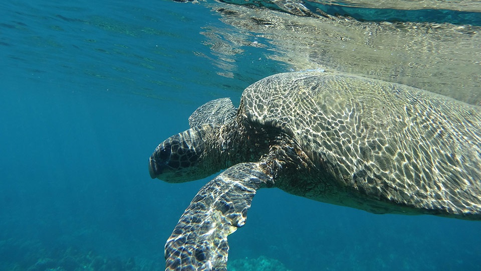 Best Things to Do in Hawaii Snorkeling