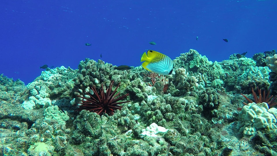Best Things to Do in Hawaii Snorkeling