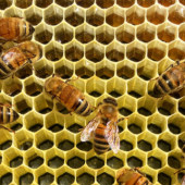 Top Organic Maui Bees Honey Hive