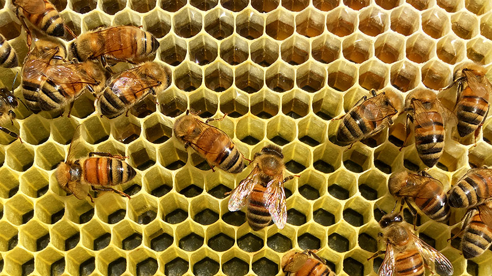 Top Organic Maui Bees Honey Hive
