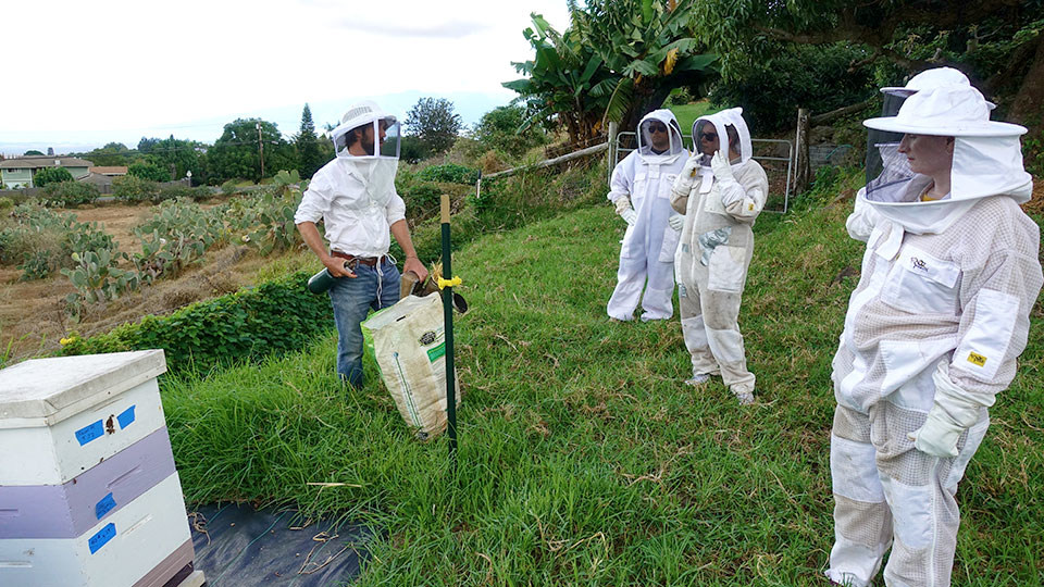 Hawaii Top Organic Maui Bees Honey Hive