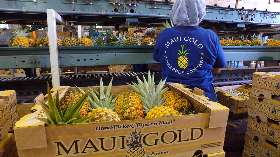 A worker prepares Maui Gold pineapples for packing and shipment at a Hawaii processing facility.