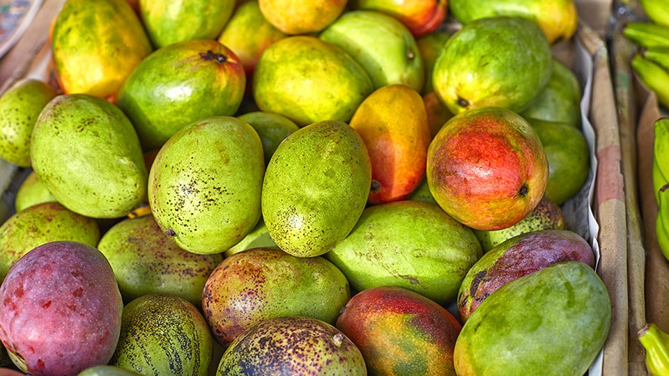 Assorted ripe and unripe mangoes grown in Hawaii, displayed in a market-style setting.