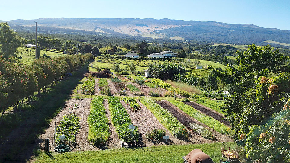 View of Mohala Farms’ organic fields with crops growing in the foothills on Oahu