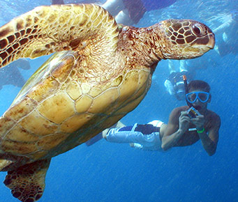 Peaceful Snorkel Turtle Holiday