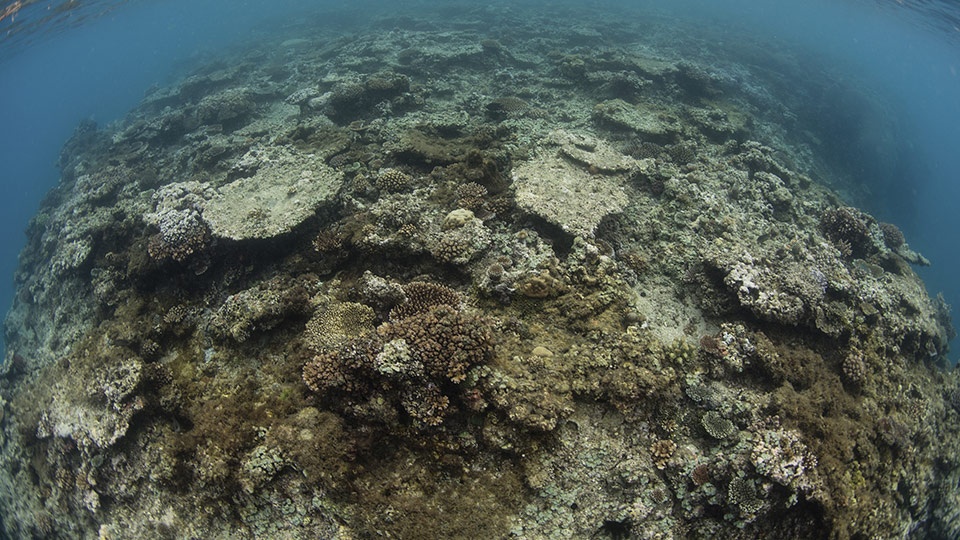 Save Hawaii Coral Reef