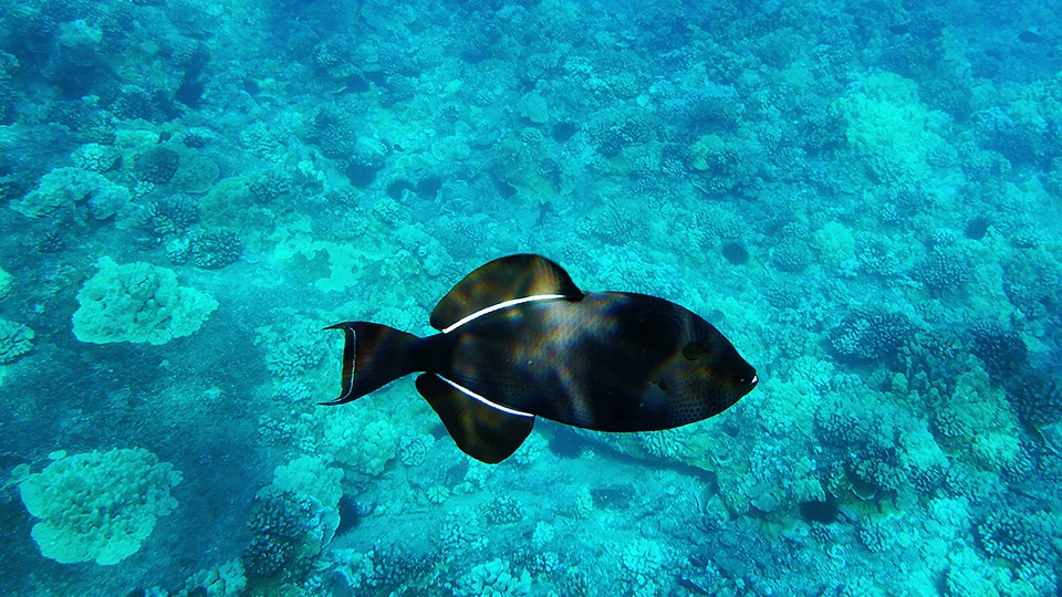 Save Hawaii Coral Reef