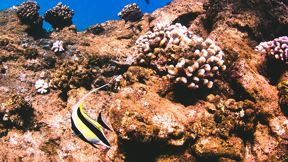 Save Hawaii Coral Reef
