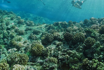 Save Hawaii’s Coral Reefs