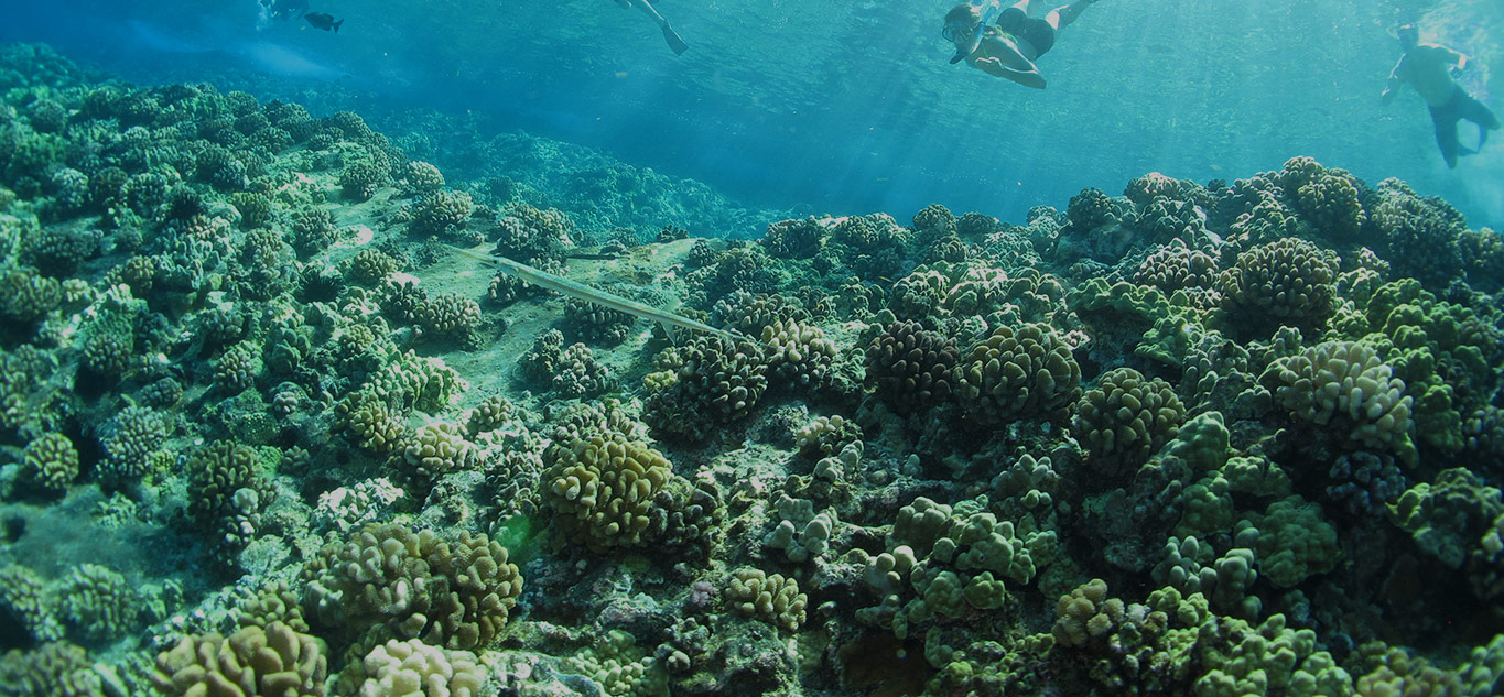 Save Hawaii’s Coral Reefs