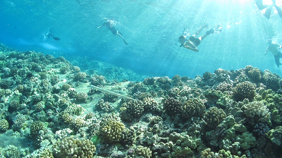 Save Hawaii Coral Reef Protect Watersheds