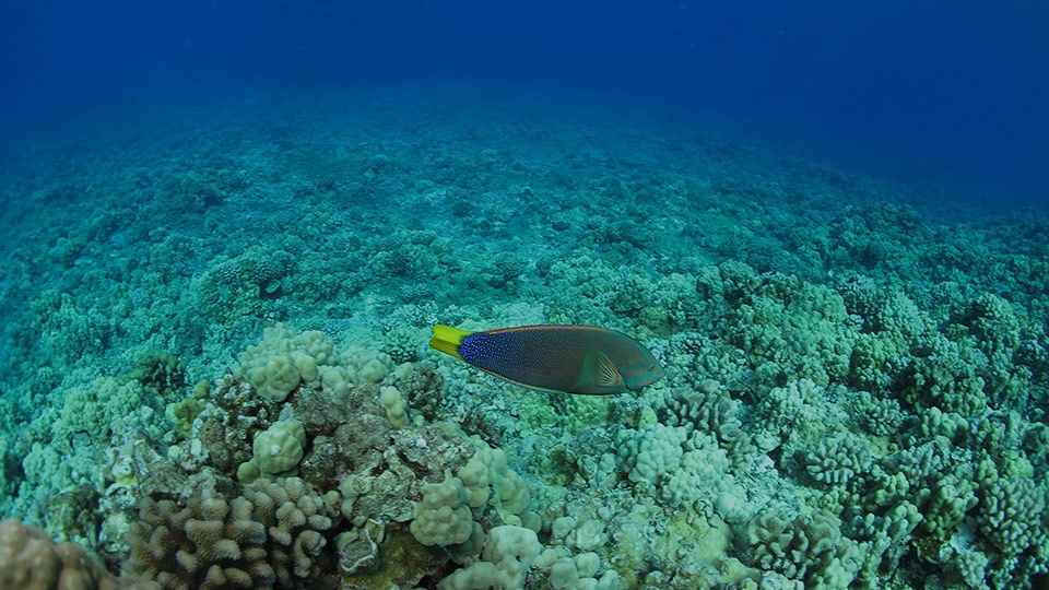 Save Hawaii Coral Reef Protect Watersheds
