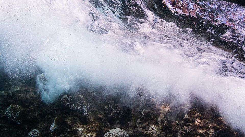 Save Hawaii Coral Reef Beach Cleaning