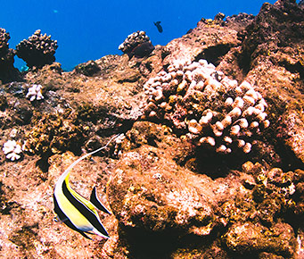 Help Conserve Maui Coral Reef
