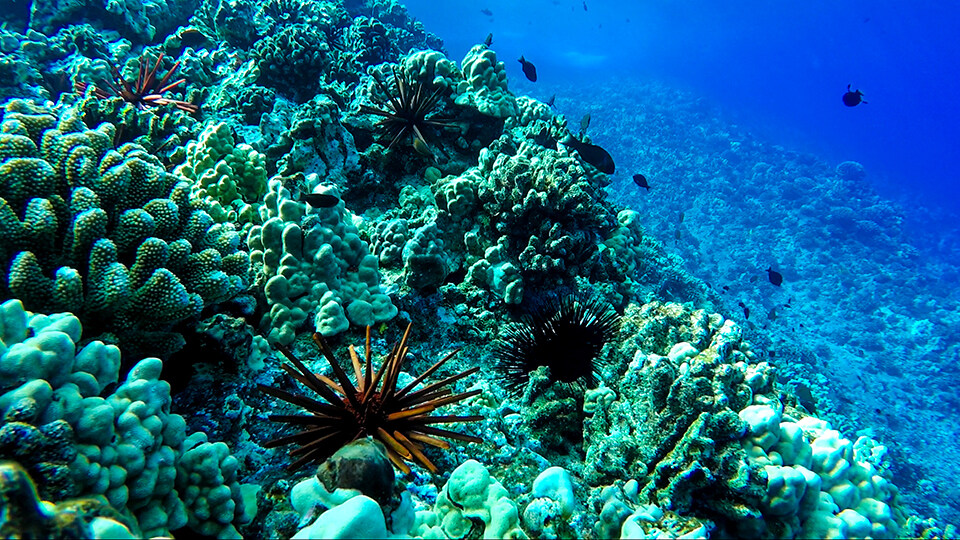 Save Hawaii Coral Reef Donations