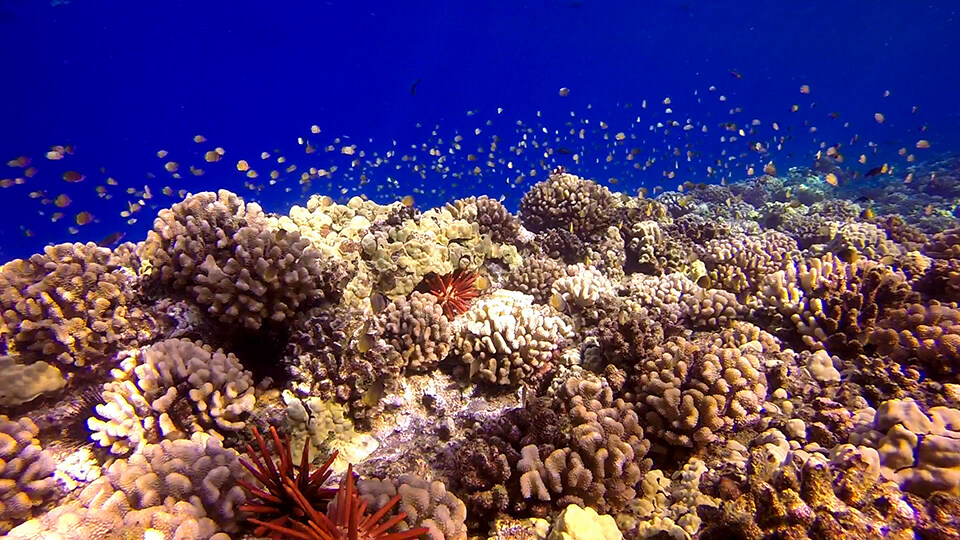 Save Hawaii Coral Reef Donations