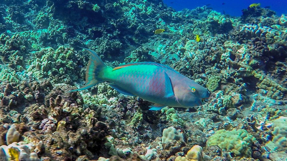 Save Hawaii Coral Reef Parrotfish