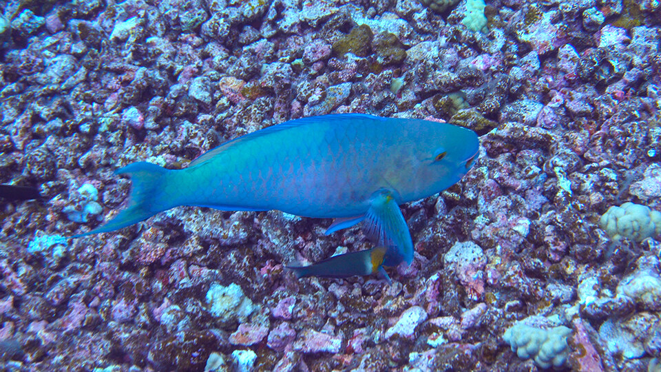 Save Hawaii Coral Reef Parrotfish
