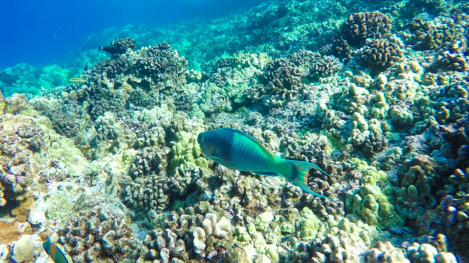 Save Hawaii Coral Reef Parrotfish