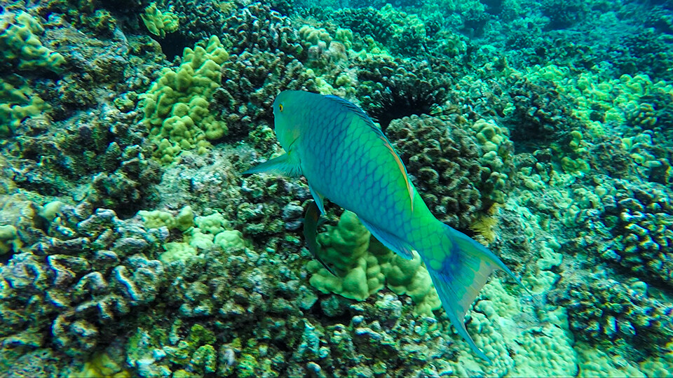 Save Hawaii Coral Reef Parrotfish