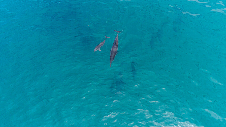 Best Maui Activities Dolphins La Perouse Bay