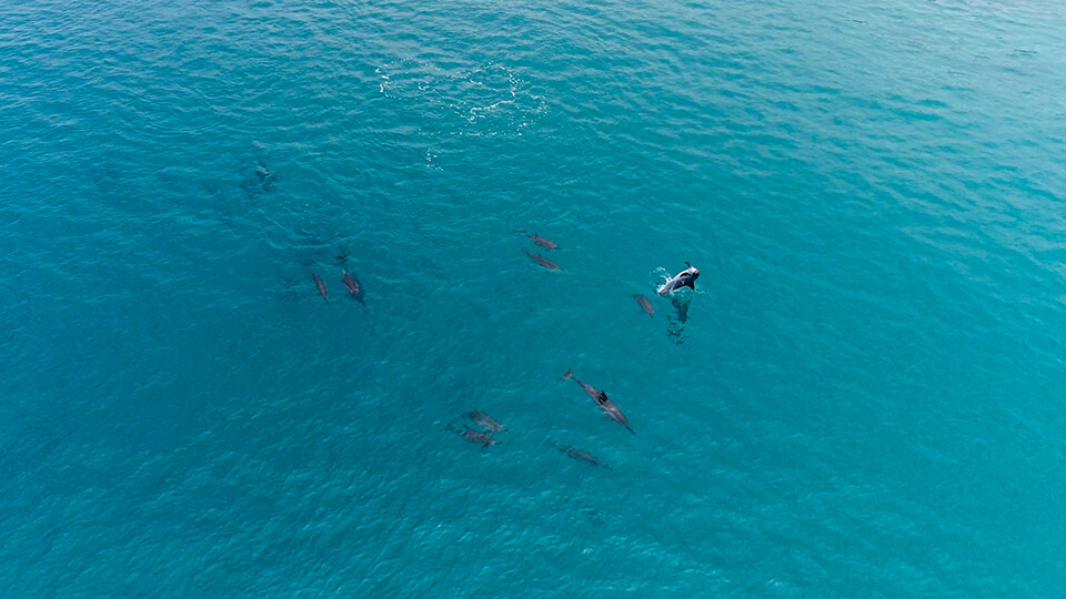 Best Maui Activities Dolphins La Perouse Bay