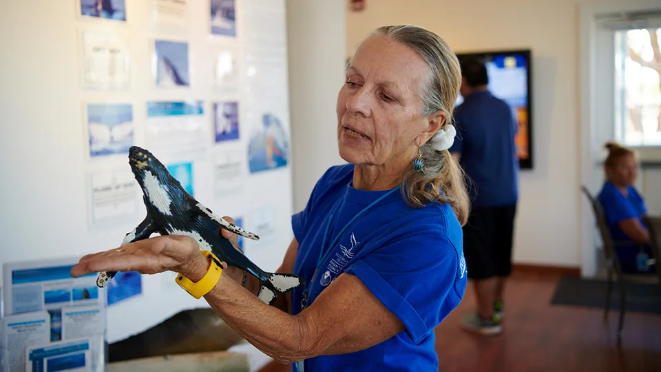 Best Maui Activities Humpback Whale Sanctuary