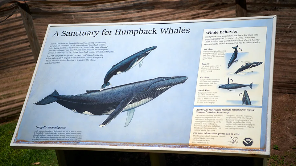 Best Maui Activities Humpback Whale Sanctuary