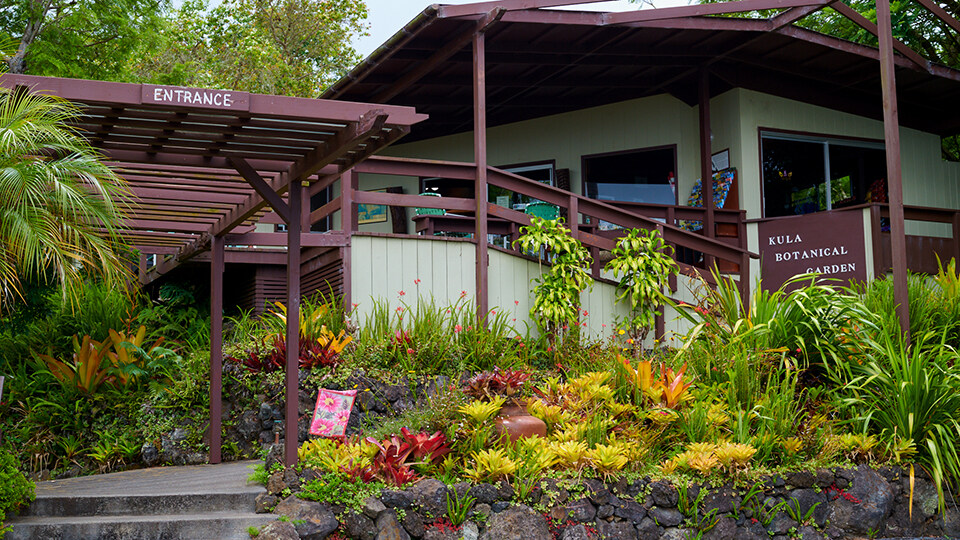 Best Maui Activities Kula Botanical Gardens