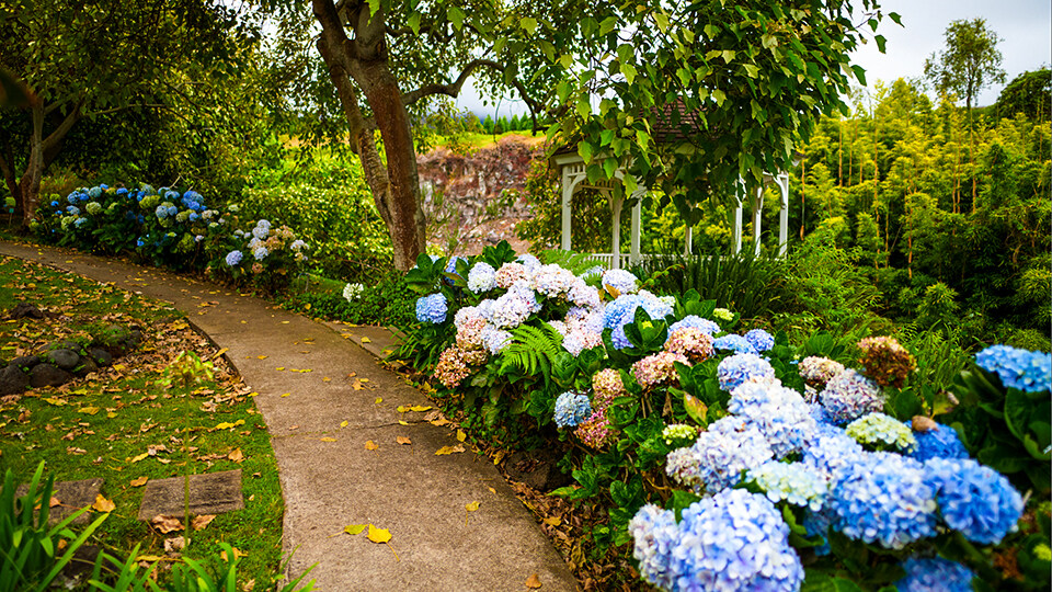 Best Maui Activities Kula Botanical Gardens