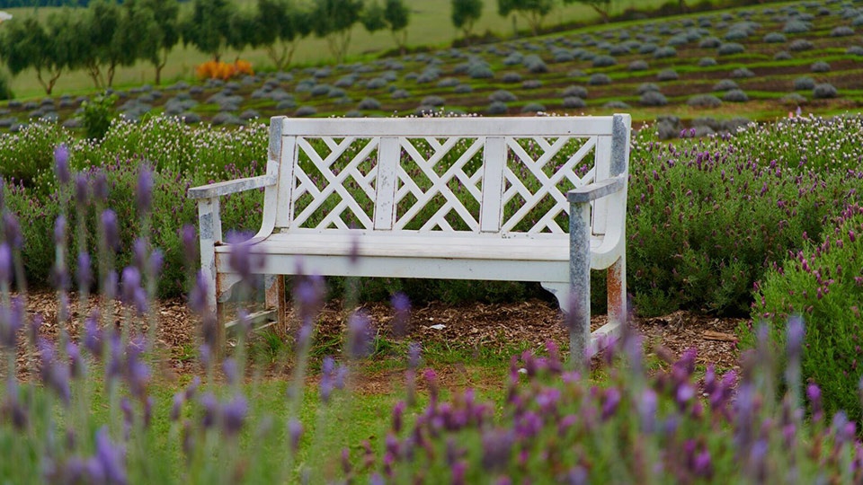 Best Maui Lavender Farm