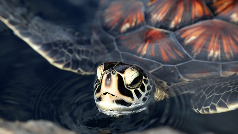 Best Maui Activities Sea turtle Maui Ocean Center