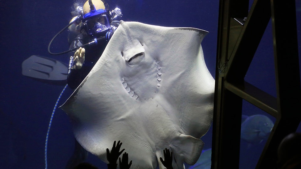 Best Maui Activities Manta Ray Maui Ocean Center