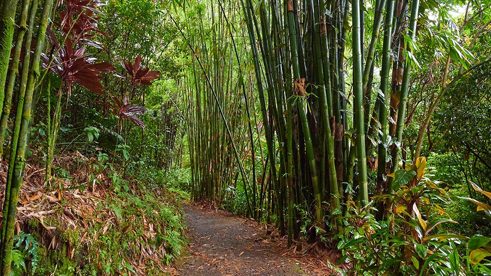 Best Maui Activities Hiking