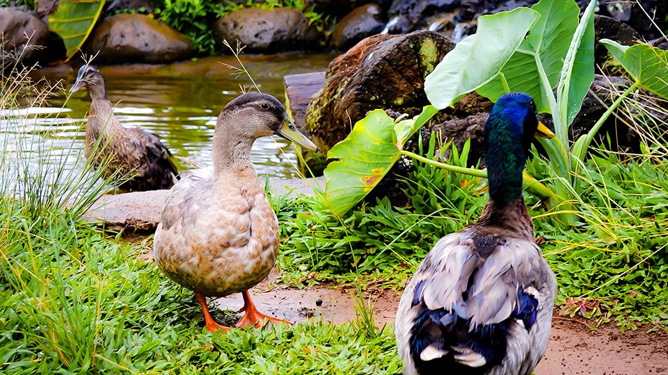 Best Maui Activities Leilani Farm Sanctuary