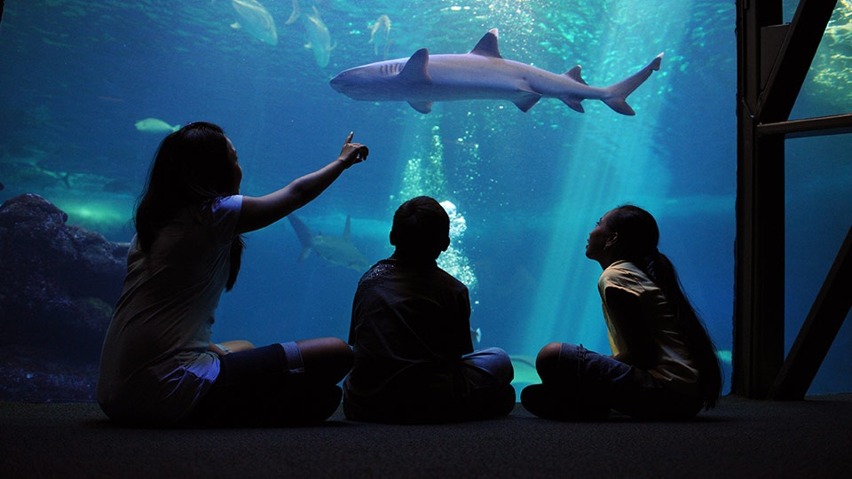 Best Maui Activities Ocean Center