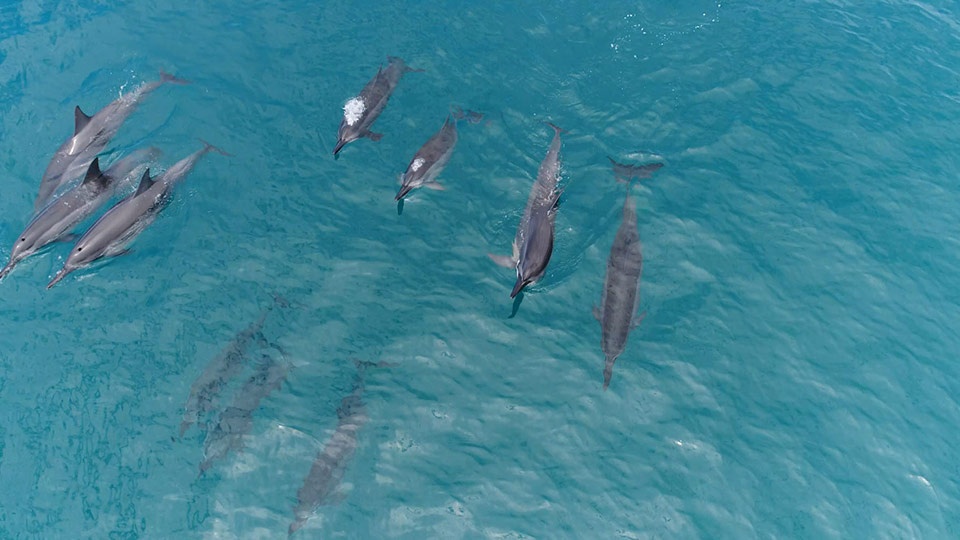 Best Maui Activities Dolphins La Perouse Bay