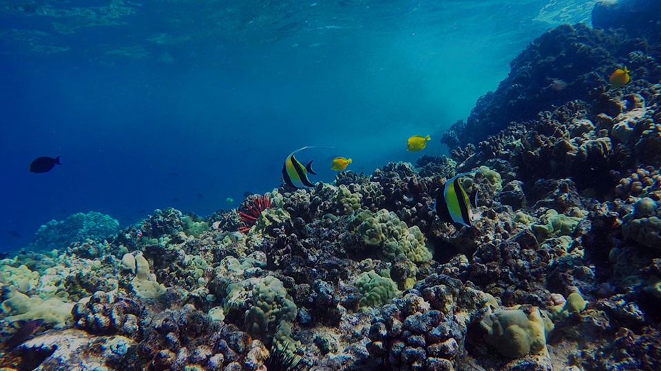 Best Maui Activities Molokini Snorkel