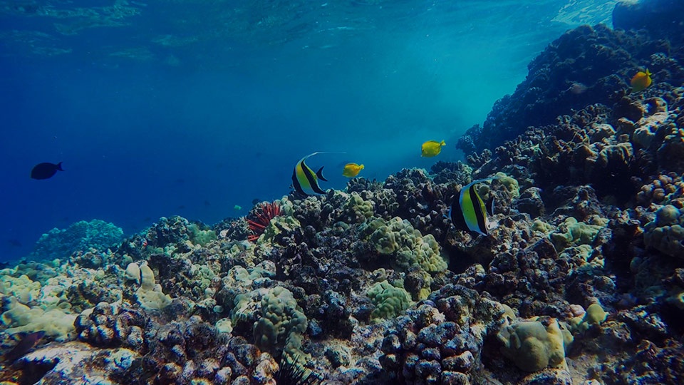 Best Things to Do in Maui Hawaii Molokini Snorkel