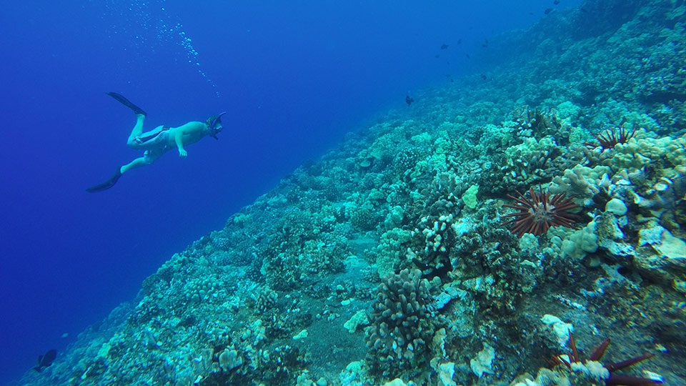 Best Things to Do in Maui Hawaii Molokini Snorkel